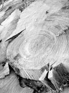 Cut down