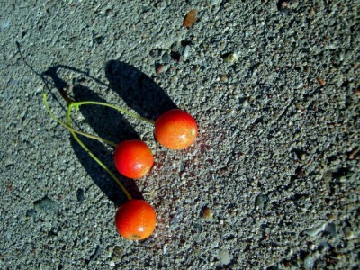 Shadows