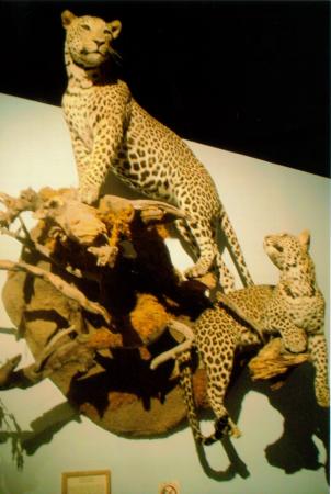 dead leopards